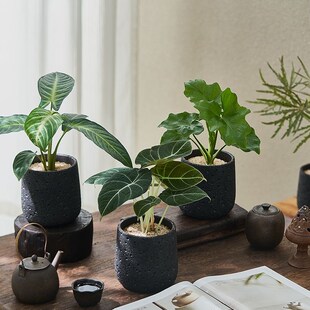 蒲葵椰子桌面客厅室内绿植小盆栽发财树植物中古风绿植办公室懒人