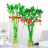 带根富贵竹水培植物开运竹转运竹水培客厅弯竹子盆栽招财室内植物