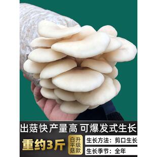 自种香菇家养蘑菇家庭装室内幼儿园双孢菇小盆栽diy种菌菇种植包