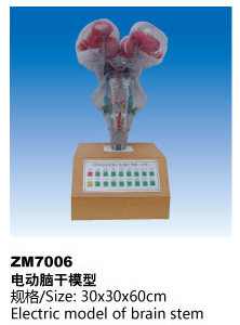 电动脑干教学模型潮流