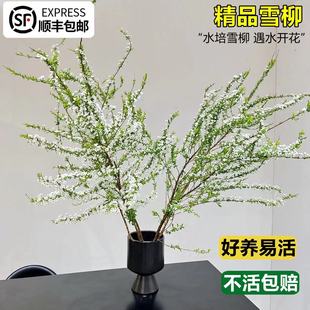 速发雪柳鲜枝水培干枝喷雪花绿植龙柳内室遇水开吊重瓣花钟绿植