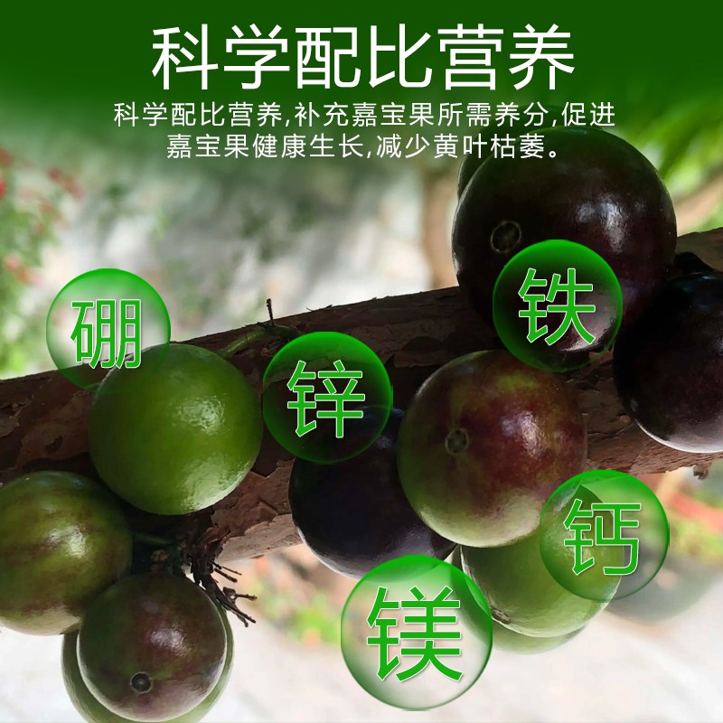 速发嘉宝果肥料珍宝果小硕挂果树葡萄营养液复合颗粒缓释肥