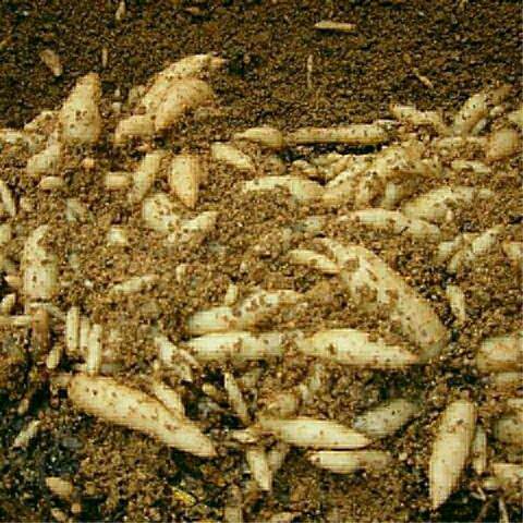 速发天麻种植苗正宗t天麻花苗0代种新鲜现挖高产室内室外菌种