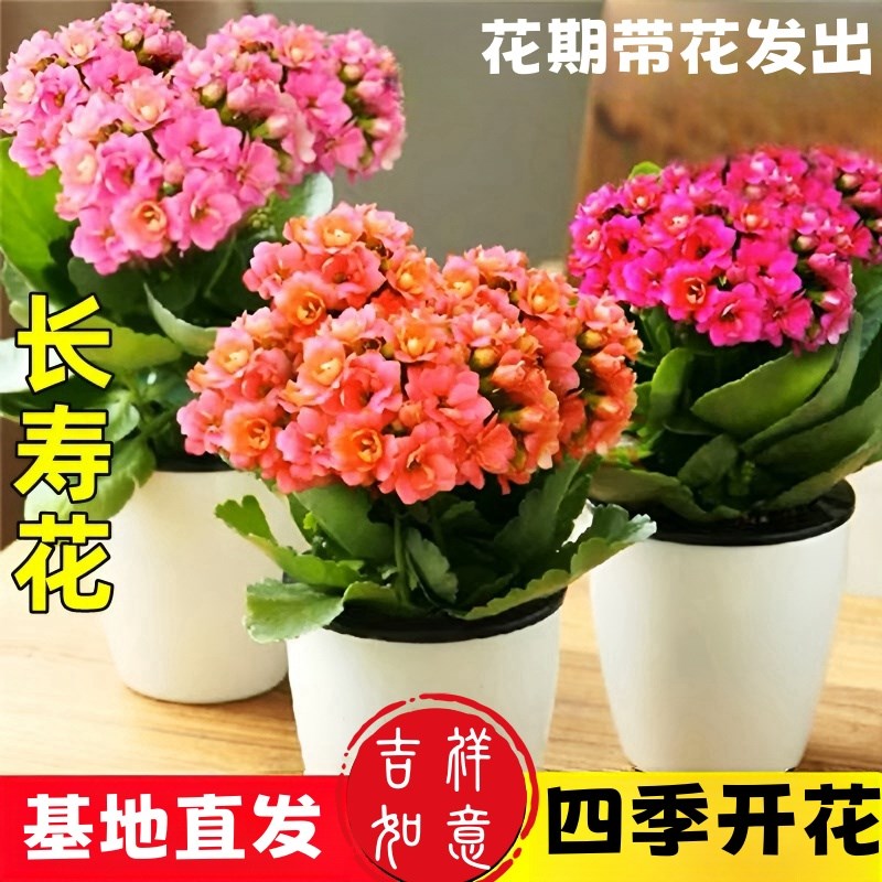 速发长寿苗盆栽重瓣大花带花苞花好四季室内开花花养的花卉植物