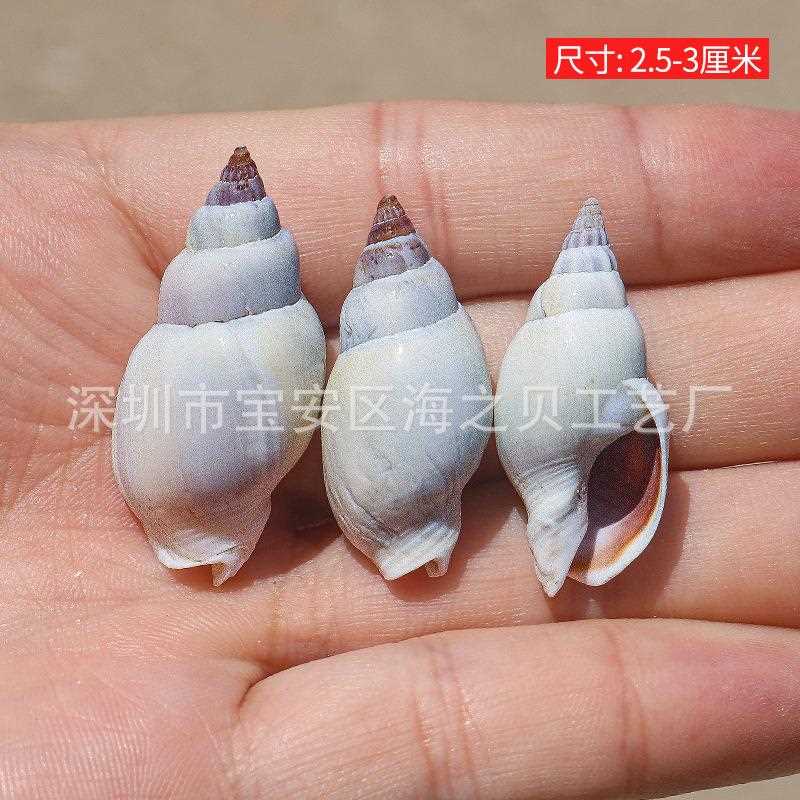 新款直销青肚织纹螺鱼缸造景装饰贝壳海螺手工画材料寄居蟹替换壳