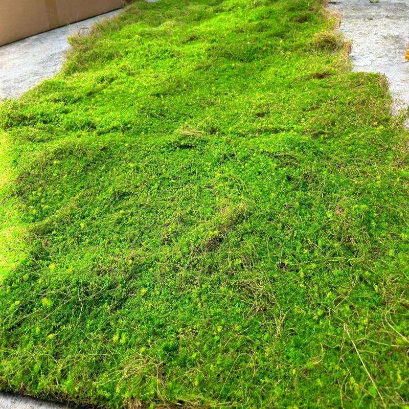 仿真装饰品永生苔藓青台地毯草坪植物绿植墙门头园林景观绿植造景
