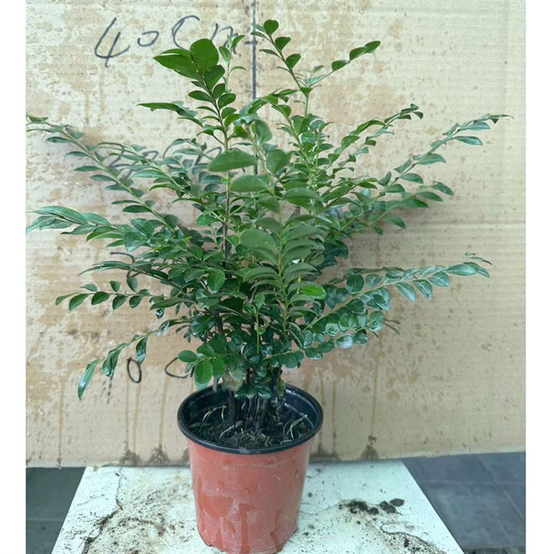 小叶紫檀盆栽办公室桌面花卉室内黑骨茶盆景植物树苗四季常青绿