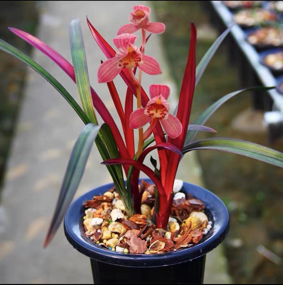 兰花建兰铭品 【红草红荷】网红草名贵兰花苗盆栽花期7-11月