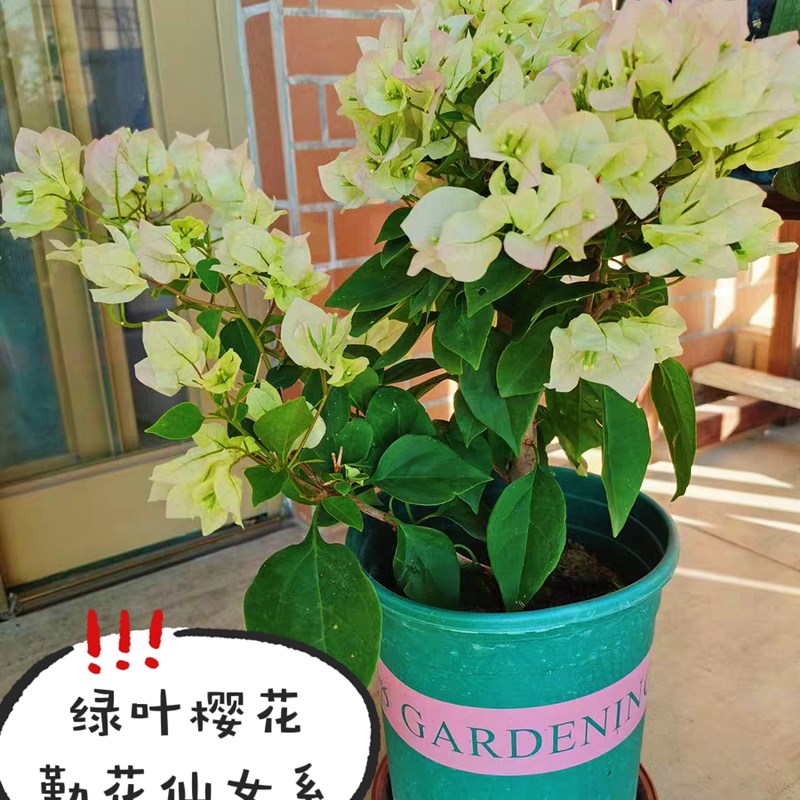 三角梅带花盆栽绿樱重瓣老桩大苗红樱安格斯庭院爬藤植物四季开花