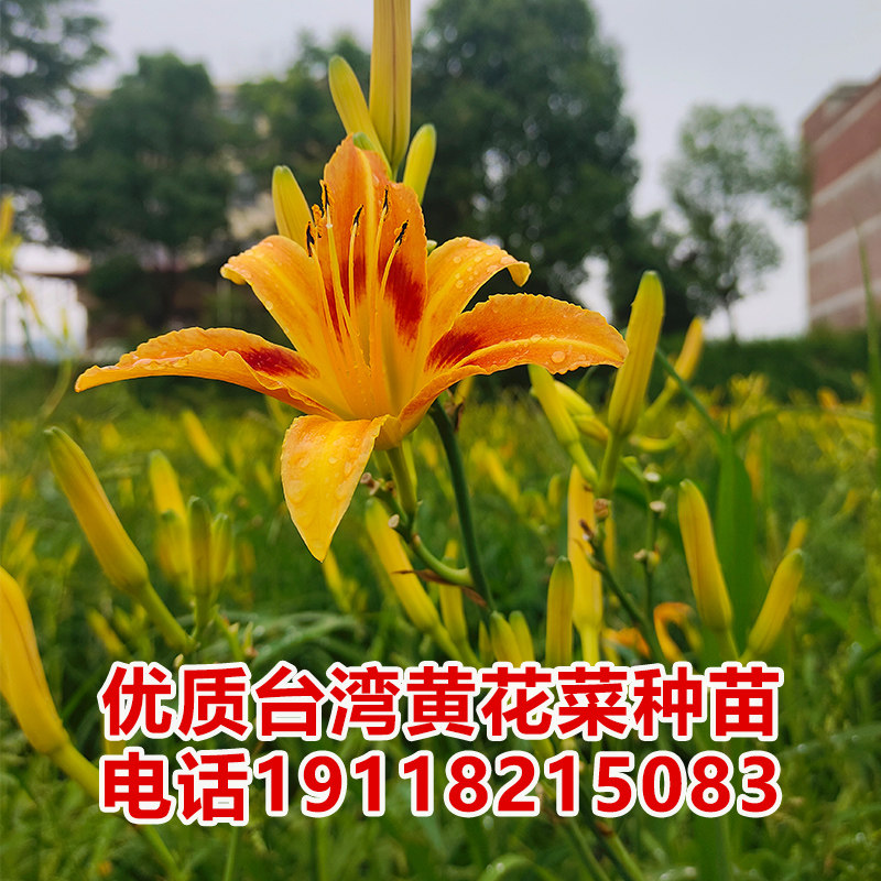 优质台湾黄花菜种苗种植苗食用金针菜根苗四季可种易种根粗高产