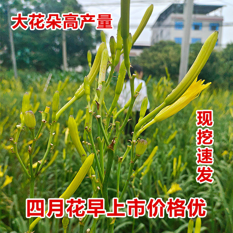 早熟黄花菜种苗根四季庭院可种绿色新鲜食用金针花菜根苗