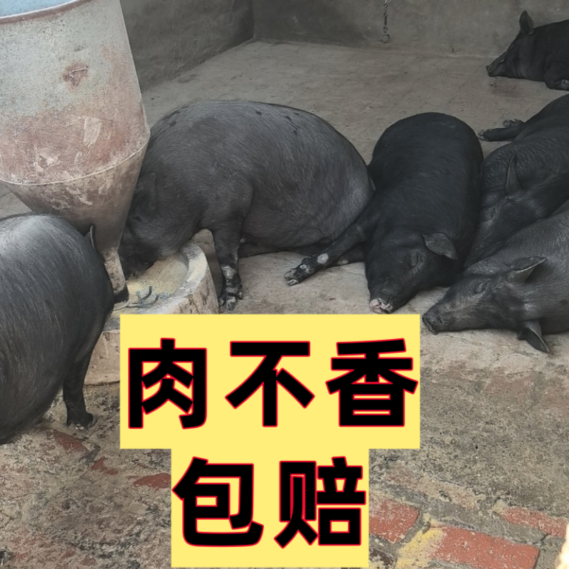 新鲜现杀正宗中华黑猪肉农村纯粮喂养土猪肉五花肉排骨前腿肉肋排,水产肉类/新鲜蔬果/熟食,生猪肉,淘宝优惠券,粉丝福利购,淘宝优惠卷