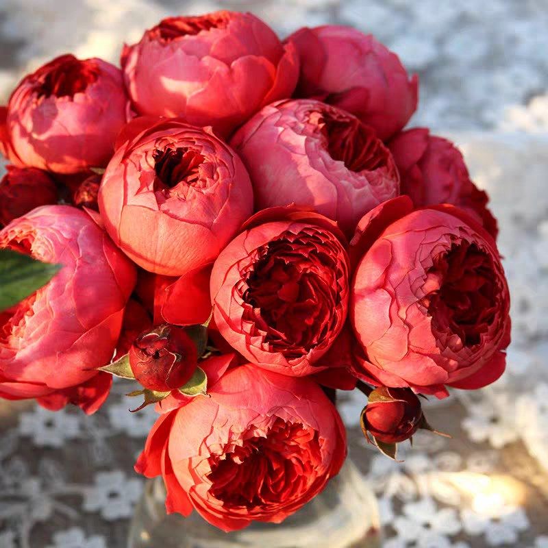 朱砂碗月季灌木耐热浓香四季勤花抗病包子型阳台花卉庭院盆栽玫瑰,鲜花速递/花卉仿真/绿植园艺,月季/蔷薇/玫瑰,淘宝优惠券,粉丝福利购,淘宝优惠卷