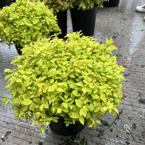 金叶绣线菊盆栽花卉室外阳台多年生灌木植物耐寒耐热带土发货