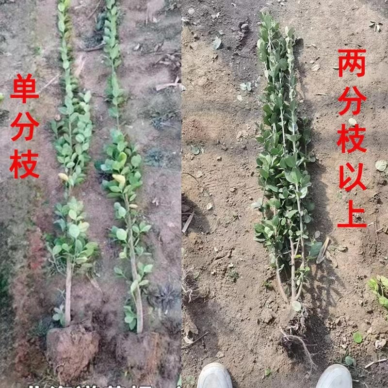 围墙篱笆树苗分叉多北海道大叶黄杨四季常青工程绿化苗冬青大树苗
