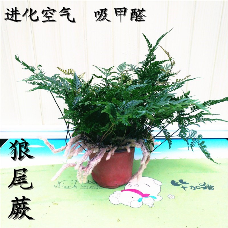 蕨类创意盆栽鸟巢厥波斯狼尾厥铁线厥水培办公室背景四季常青植物