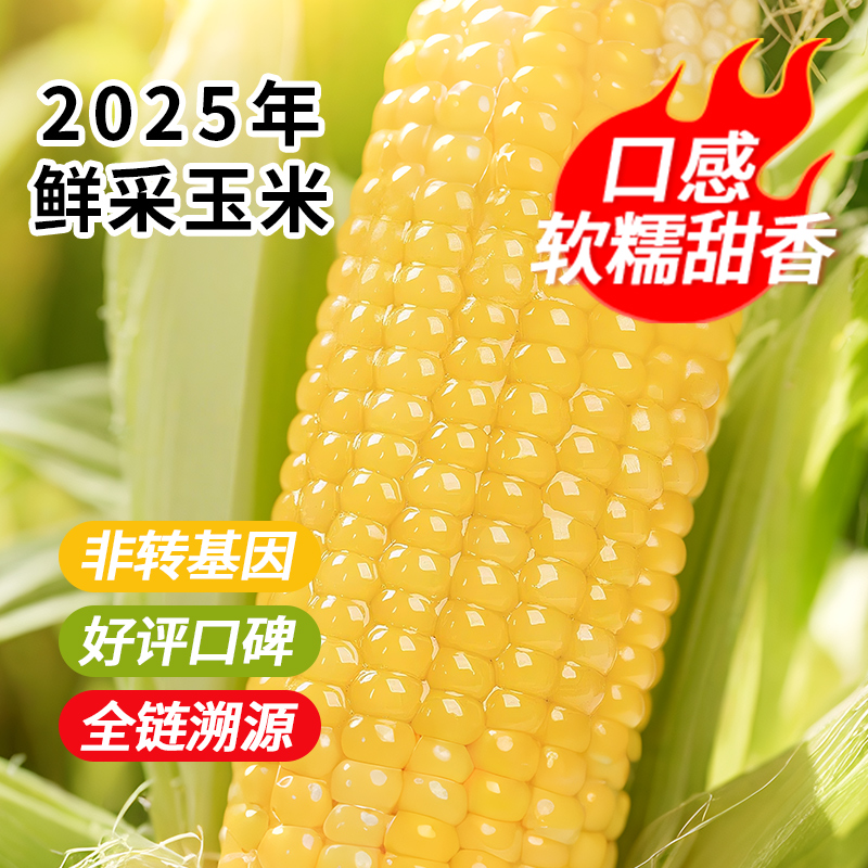 2025 年新采东北黄糯玉米棒 新鲜软糯香甜黏轻食真空速食粗粮代餐