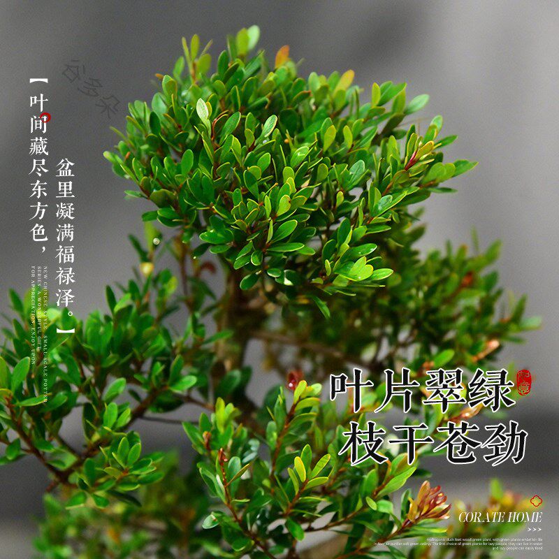 金丝楠木盆景老桩造型盆栽四季常青室内植物真树小叶赤Y楠好养绿