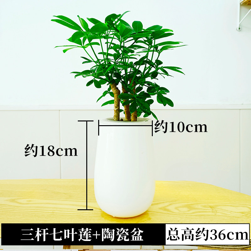 水培七叶莲盆栽鸭脚木绿植物鹅掌柴C摇钱树水养小盆景招财树鸭掌