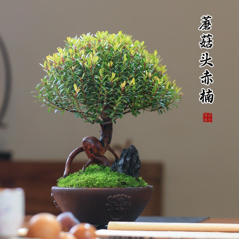小叶赤楠老桩盆景l办公室净化空气中式盆栽精品植物客厅树苗