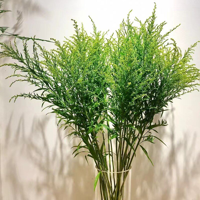 黄莺草鲜花云南直发室内s水培绿植花束插花配花配草黄花草鲜切花