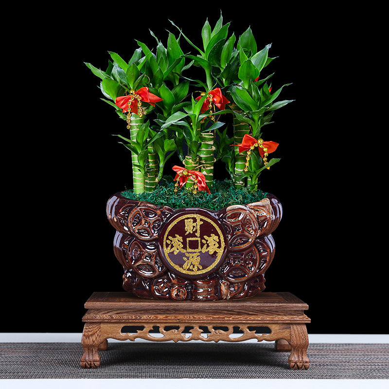 节节高富贵竹植物客厅转运绿植盆栽办公室内桌面R好养盆景四季常