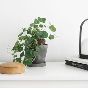 观叶植物泰国圆叶山乌龟办公室室内金不换植物耐养喜阴植物盆栽