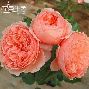 真宙月季 可盆栽玫瑰开花特大花藤本花树蔷薇爬藤小苗 花苗灌木四季