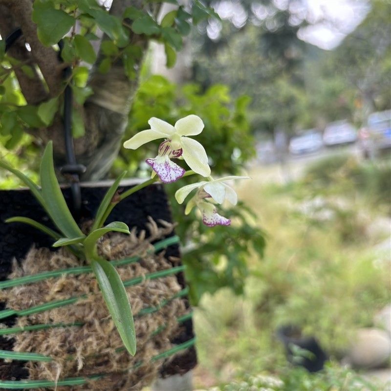 万峰绿缘新品萼脊兰[芭蕾皇后]小型附生兰雨林缸造景花香四溢
