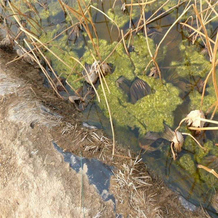 养殖膜加厚HDPE黑色塑料土工膜人工湖河道蓄水池藕池鱼塘虾池上海