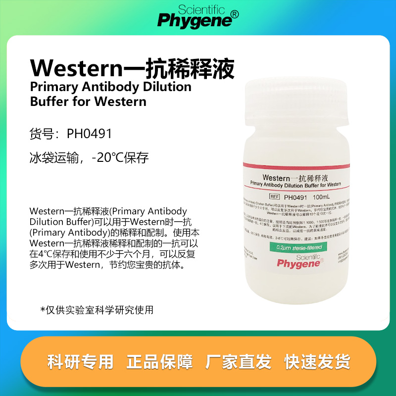 Western一抗稀释液 实验专用 100mL [PH0491 PHYGENE]