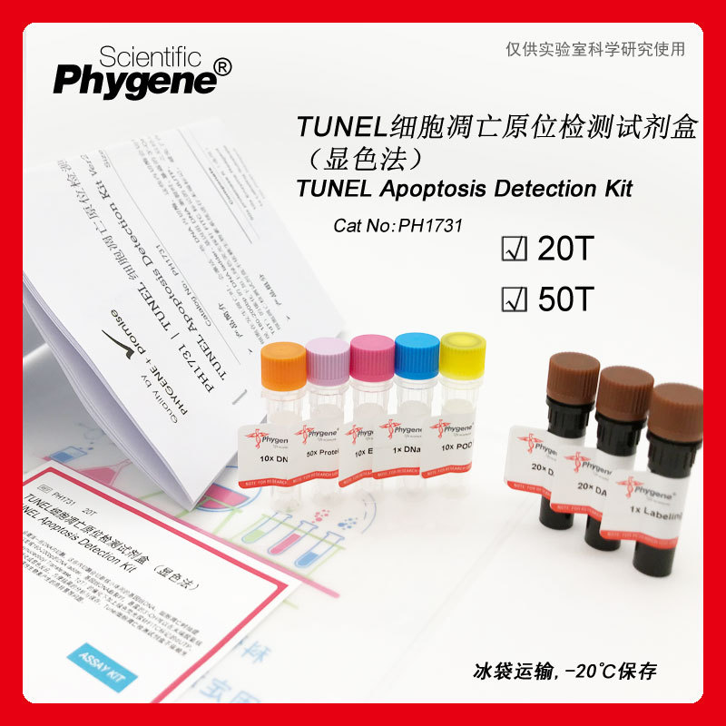 TUNEL细胞凋亡原位检测试剂盒-显色法 细胞检测 [PH1731 PHYGENE]