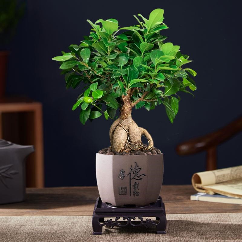 大榕树盆景办公室桌面客厅绿植物人参榕老桩四季S常青小榕树苗盆