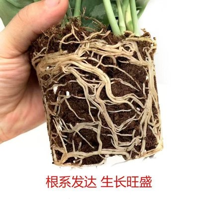 银斑葛 垂钓盆栽苗雪花葛绿萝室C内办公客厅爬藤观叶植物净化空气
