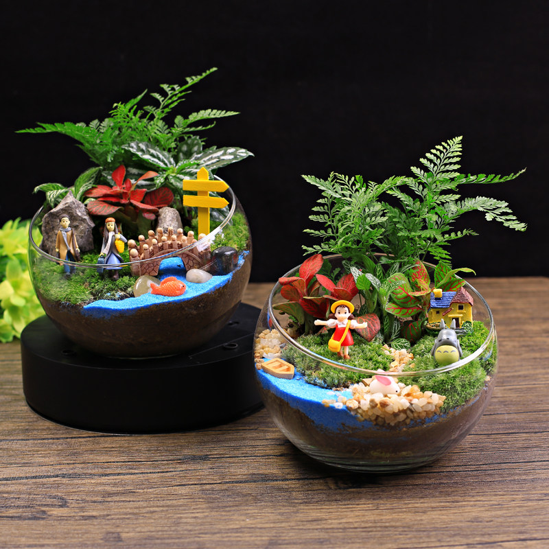 15cm切口苔藓微景观DIY材料包 创意玻璃球生态瓶子摆件Z礼品物套