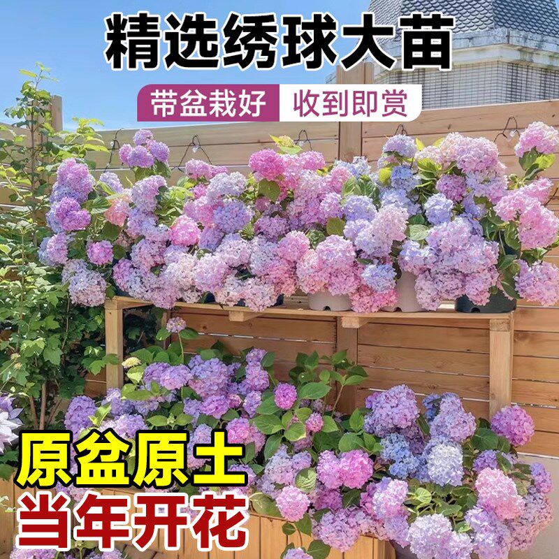 绣球花苗四季开花无尽夏大盆栽带花苞H好养冬季耐寒花卉植物室内