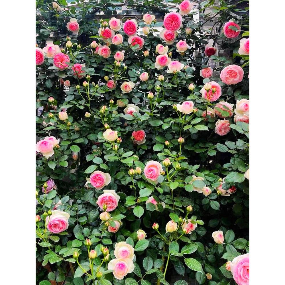 爬藤月季特大苗母本老桩龙沙宝石 浓香四季开花庭院爬墙蔷薇花苗