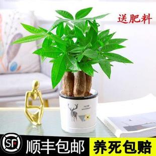 好养 发财树小盆栽室内植物步步高水培办公桌面小绿植摆件招财四季