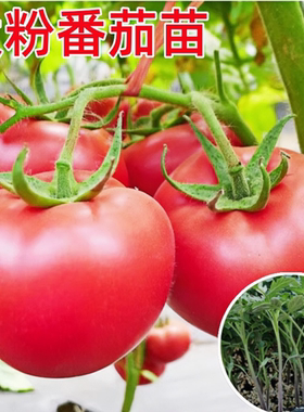 沙瓤口感大粉番茄苗秧老品种水果西红柿秧子四季播种阳台盆栽菜苗