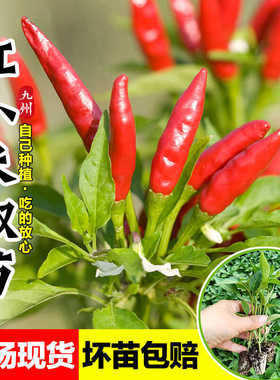 超辣小米辣椒苗秧子香辣朝天椒幼苗四季南方种阳台盆栽菜园蔬菜苗