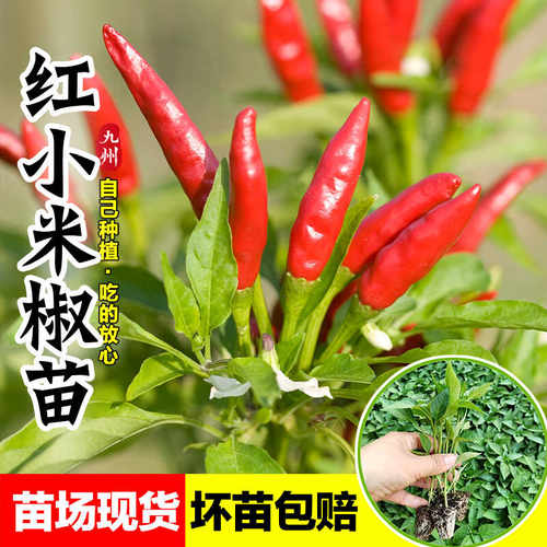 超辣小米辣椒苗秧阳台盆栽南方种