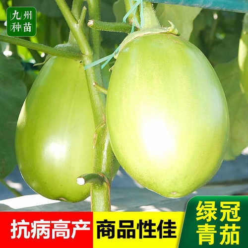 绿冠青茄子苗绿圆茄高产抗病春季