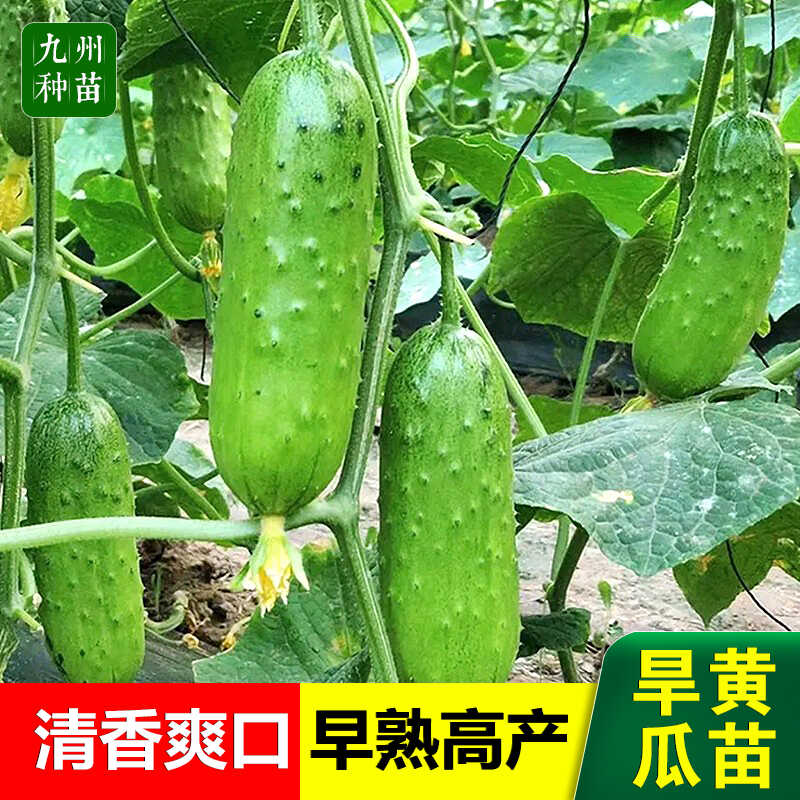 四季阳台盆栽水果瓜秧蔬菜苗