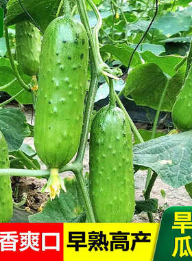 老品种旱黄瓜苗清脆甜水果黄瓜秧苗秋瓜苗四季阳台盆栽瓜秧蔬菜苗