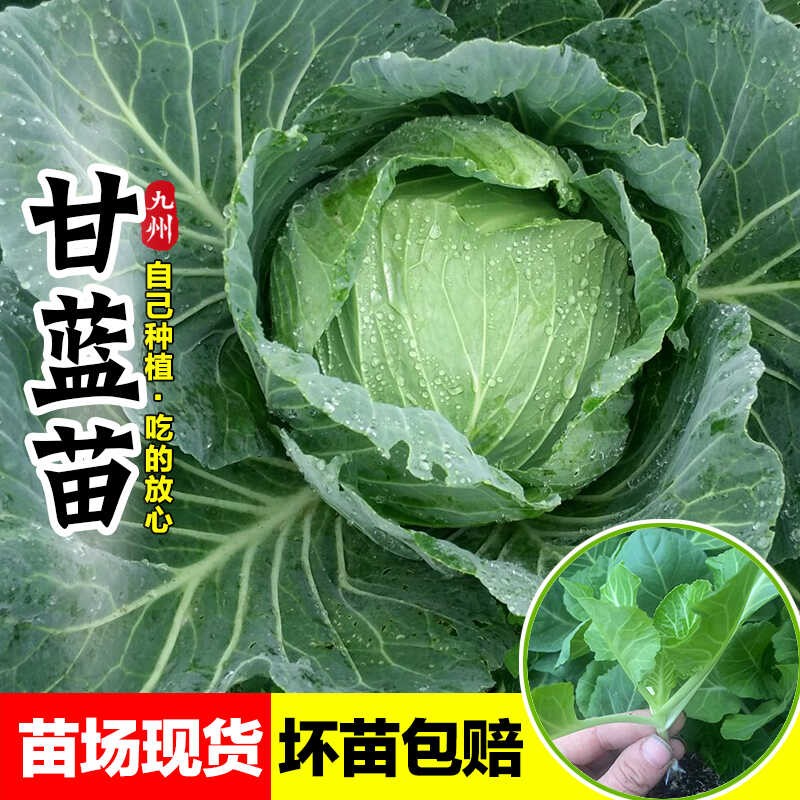 黄心甘蓝苗秧苗早熟大头菜苗蔬菜