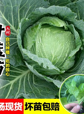 黄心甘蓝苗秧苗早熟大头菜苗包菜苗四季阳台盆栽庭院种植蔬菜苗子