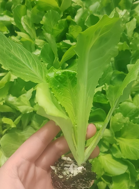 意大利生菜苗秧苗大叶生菜苗四季速生阳台盆栽庭院种植蔬菜苗大全