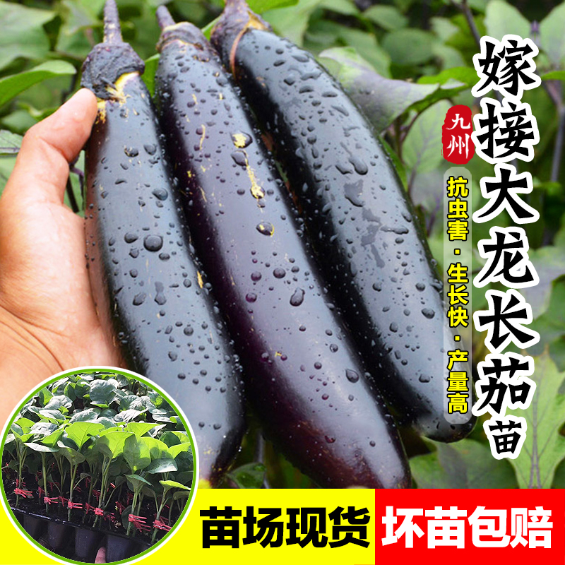嫁接大龙长茄子秧苗四季蔬菜苗籽