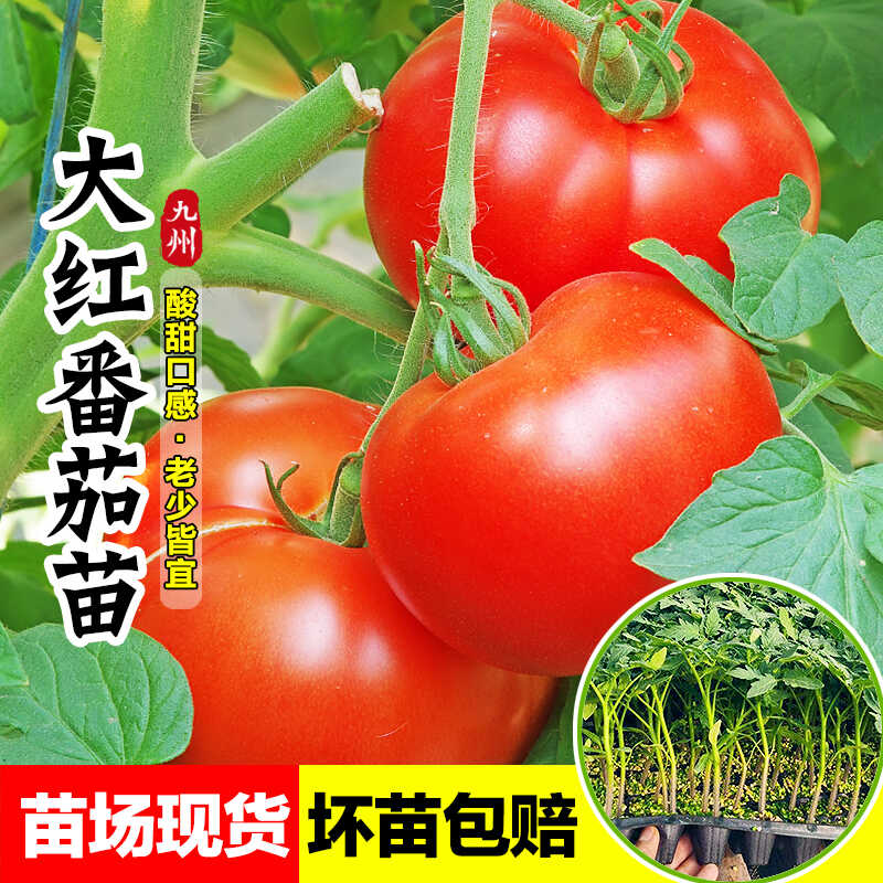 硬果大红番茄苗带土发货四季南方