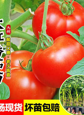 硬果大红番茄苗秧苗石头西红柿苗子寿光耐运输带土四季南方水果苗